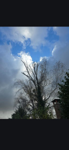 Photo de galerie - Elagage et coupe d'arbres