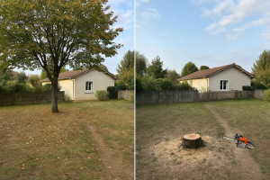 Photo de galerie - Elagage et coupe d'arbres