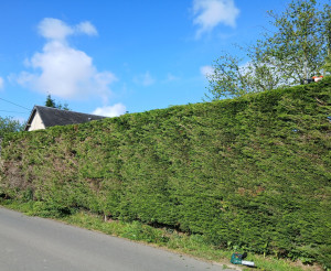 Photo de galerie - Taille de haie 