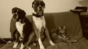 Photo de galerie - Vie en commun de mes animaux