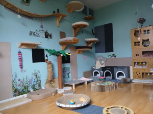 Photo de galerie - Une chatterie, une chambre spécialement emménagé pour leurs confort et bien-être a la maison ! ?