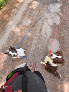 Photo de galerie - Les chiens