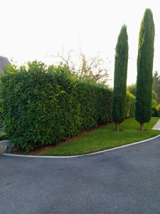 Photo de galerie - Taille de haies et d'arbustes