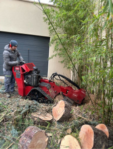 Photo de galerie - Elagage et coupe d'arbres