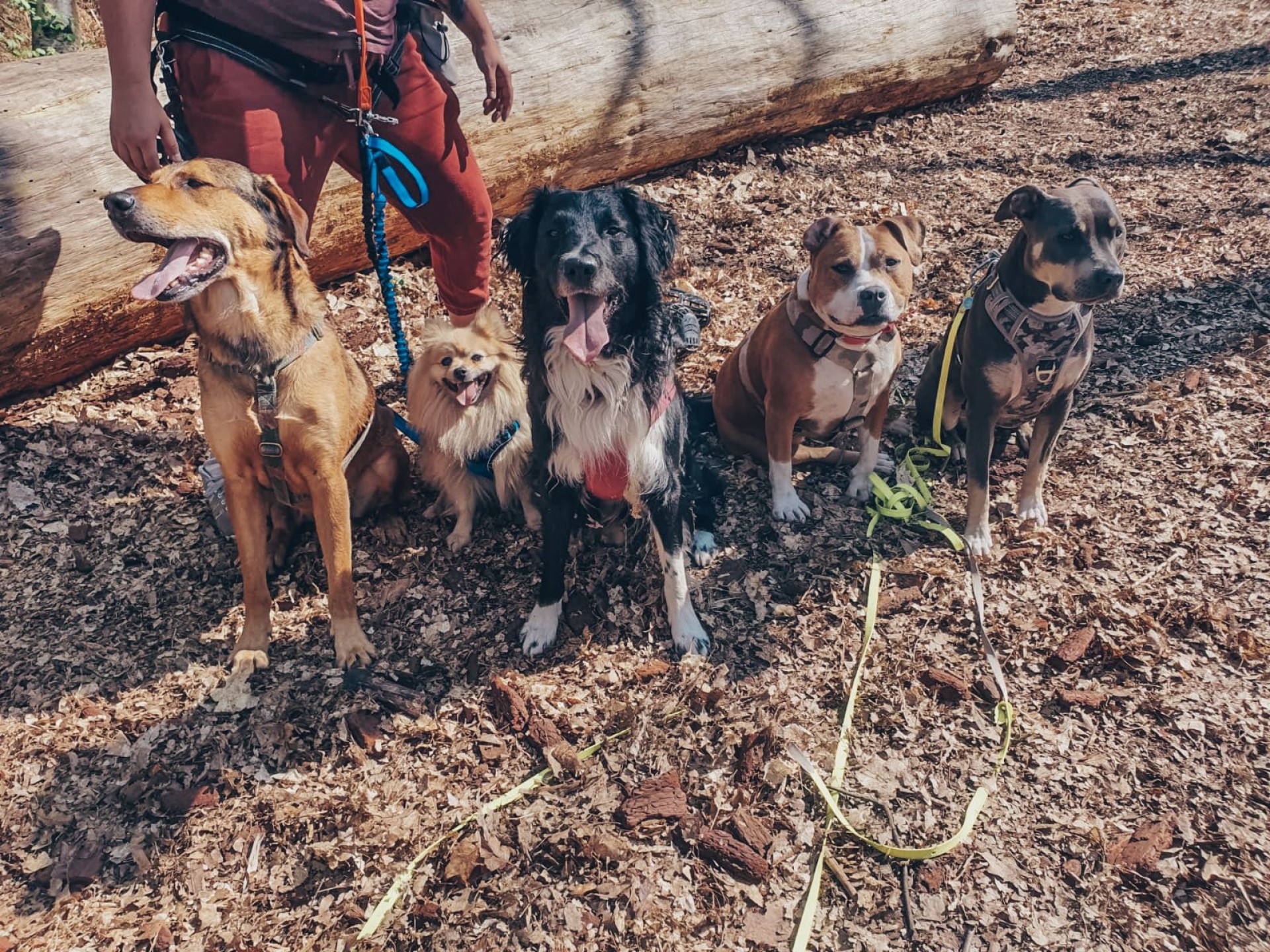 Photos de réalisations de Julie dry (The Pets Family), Petsitter Garde ...