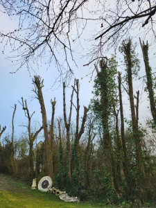 Photo de galerie - élagage d'arbre