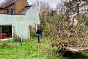 Photo de galerie - Taille radicale de glycines 