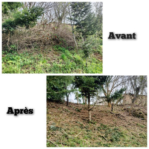 Photo de galerie - Nettoyage des ronces entre les arbres.
