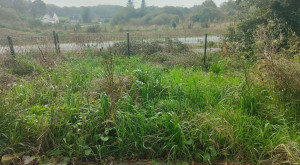 Photo de galerie - Tonte de pelouse - Débroussaillage