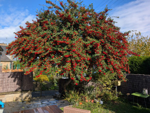 Photo de galerie - Elagage et coupe d'arbres