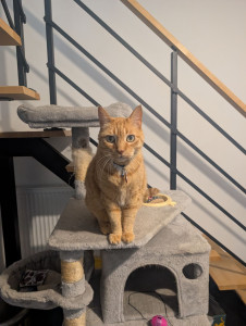 Photo de galerie - Garde chat