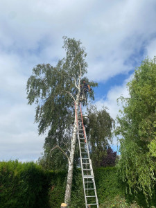 Photo de galerie - Abattage à l’échelle 