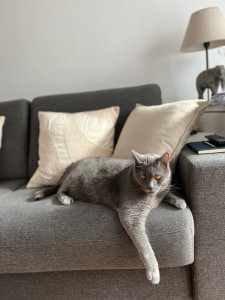 Photo de galerie - Le beau Pazu en détente !