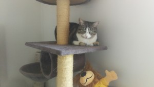 Photo de galerie - Garde chat