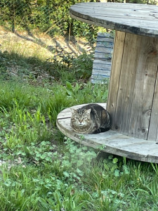 Photo de galerie - Accueilli à nos côté depuis presque 5 ans 