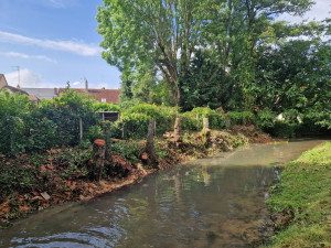 Photo de galerie - Elagage et coupe d'arbres