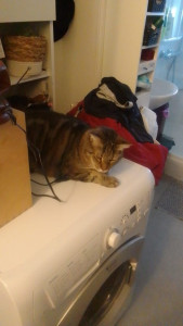 Photo de galerie - Voici Prof, il adore se cacher dans des endroits improbables... 