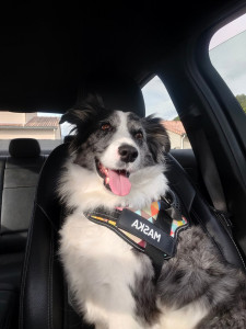 Photo de galerie - Mashka border collie 9 ans