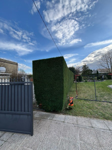 Photo de galerie - Taille de haie