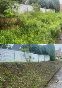 Photo de galerie - Débroussaillage d’une parcelle dense 