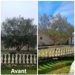 Photo de galerie - Taille d'un grand olivier 