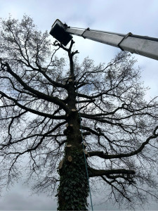 Photo de galerie - élagage 