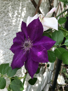 Photo de galerie - Paysagiste - Aménagement du jardin