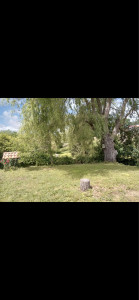 Photo de galerie - Taille de haies et d'arbustes