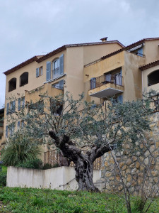 Photo de galerie - Elagage et coupe d'arbres