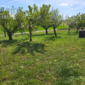 Photo de galerie - Tonte de pelouse - Débroussaillage