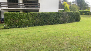 Photo de galerie - Taille de haies et d'arbustes