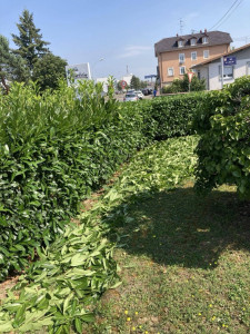 Photo de galerie - Taille de haies et d'arbustes