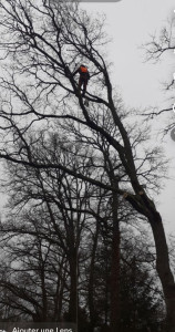 Photo de galerie - Elagage et coupe d'arbres