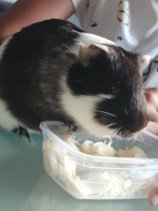 Photo de galerie - Mon petit Domino, DODO pour les intimes