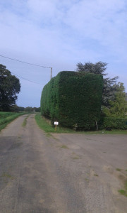 Photo de galerie - Bonjour taillages des haies après. 