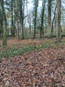 Photo de galerie - Travaux forestier 