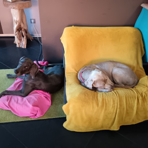 Photo de galerie - Pet sitter et home sitter à Obersaasheim , chez des proprietaires pour la 3e année, du 17 au 24 août 2025. Ana braque bleue, Idao, braque brun. via le site Nomador