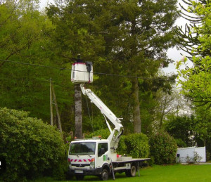 Photo de galerie - Sur demande travaux d'élagage avec nacelle 22m en Total sécurité 