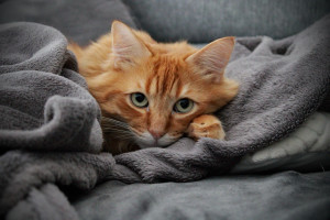 Photo de galerie - Shooting Chat