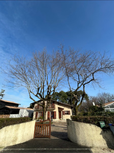 Photo de galerie - Taille sanitaire de deux chênes.