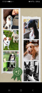 Photo de galerie - Certains toutous que j'accueille régulièrement : )