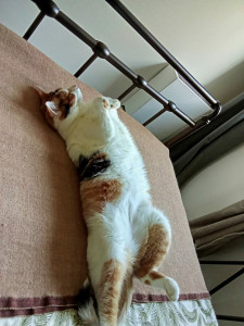 Photo de galerie - Inaya est une chatte très douce, très obéissante qui aime les câlins, un plaisir de la garder