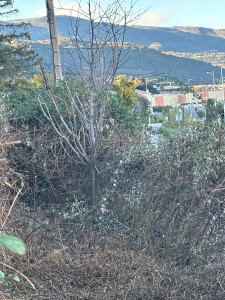 Photo de galerie - Débroussaillage