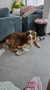 Photo de galerie - Un plaisir ce loulou! Adorable du début à la fin?