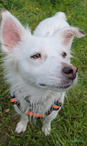 Photo de galerie - Blanche, chienne issus d'un sauvetage aux Antilles, chien Créole très craintive mais très collante une fois en confiance ?