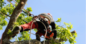 Photo de galerie - Espace vert 