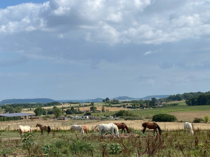 Photo de galerie - Garde animaux