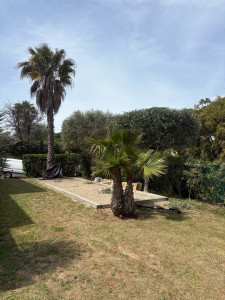 Photo de galerie - Taille Olivier plateau + rond et palmier 