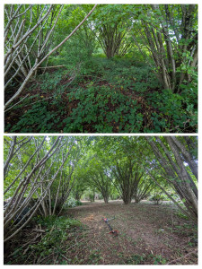 Photo de galerie - Débroussaillage 