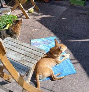 Photo de galerie - Garde animaux